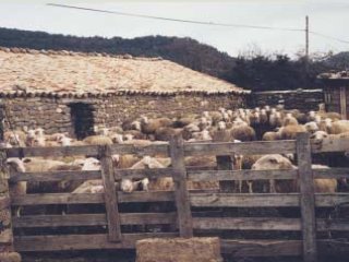 ganado (9)  MAQUINAS